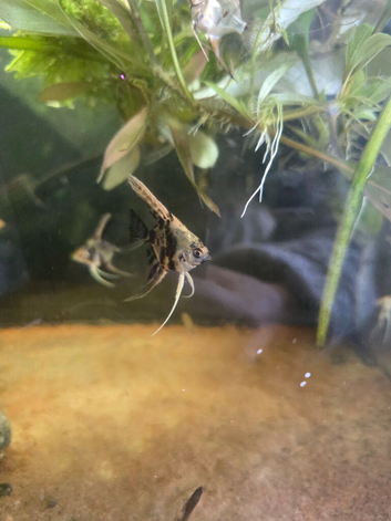 Angel fish