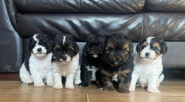 3/4 bred Biewer terrier boys