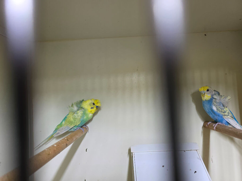 Helicopter budgies