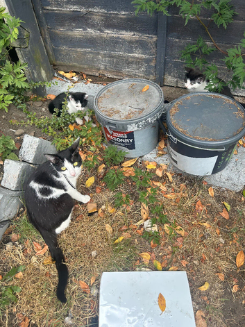 Kittens  black and white 2 available
