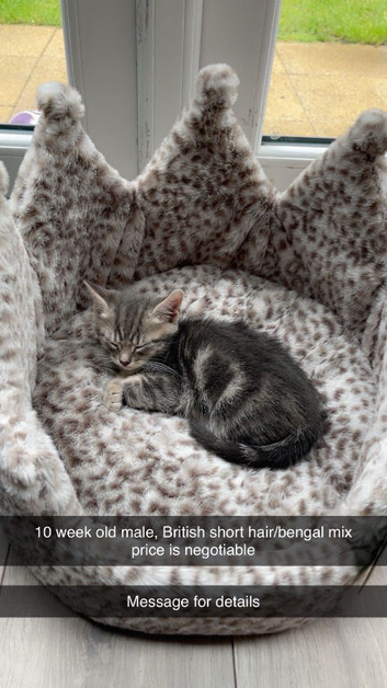 Make kitten 11 weeks