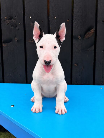 Stunning English bull terrier puppies for sale