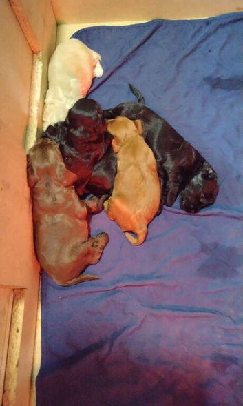 Beautiful Puppies For Sale!