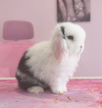 Pure bred mini lop