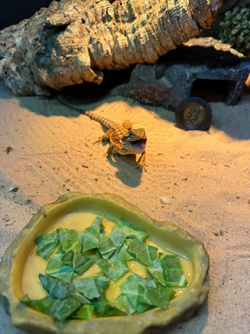 Bearded dragon and enclosure