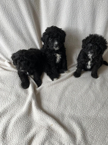 Bordoodle puppies