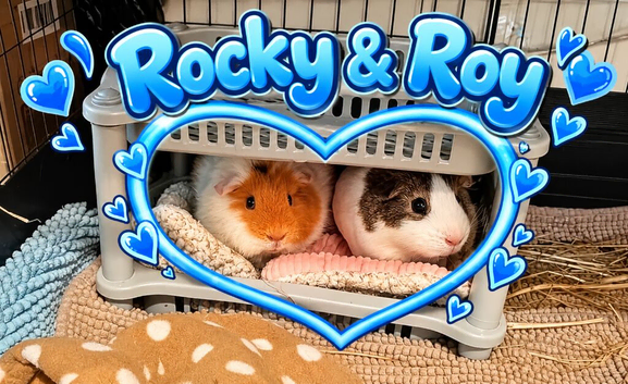2 guinea pigs for adoption