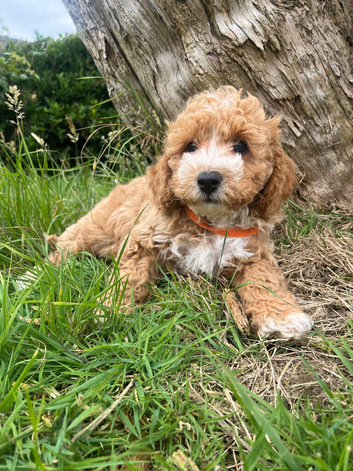 Cavachon x toy poodle