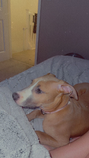8 month old puppy for re homing