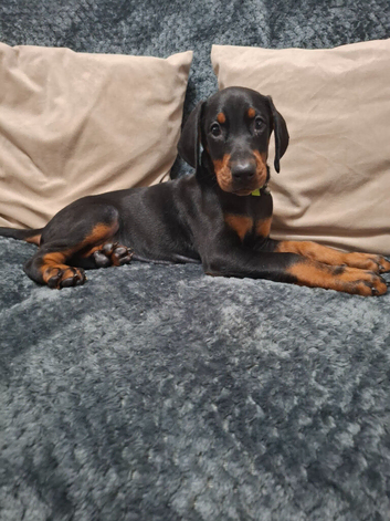 Last Female Dobermann pup ready now