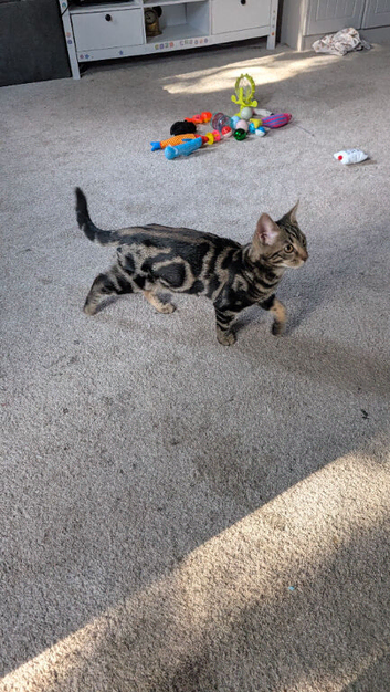 Bengal kitten