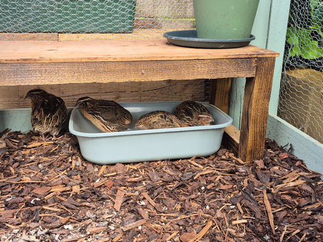 Quails available