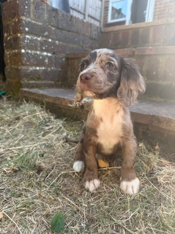 Working cocker spaniel puppies