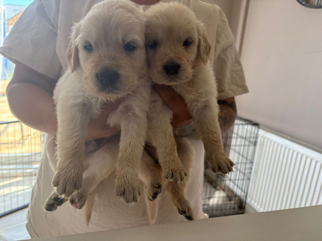 Goldador puppies