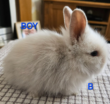 Lionhead babies