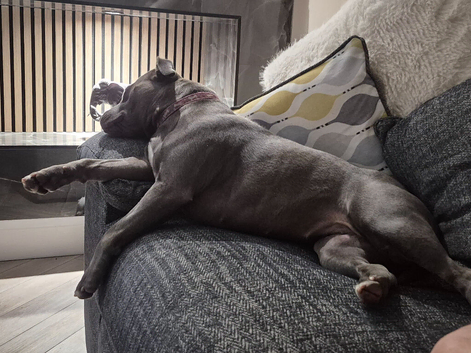 ​ EXCEPTIONAL L-2HGA & HC-HSF4 CLEAR STAFFORDSHIRE BULL TERRIER PUPPIES