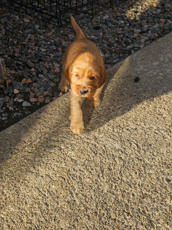 Cocker spaniel pups