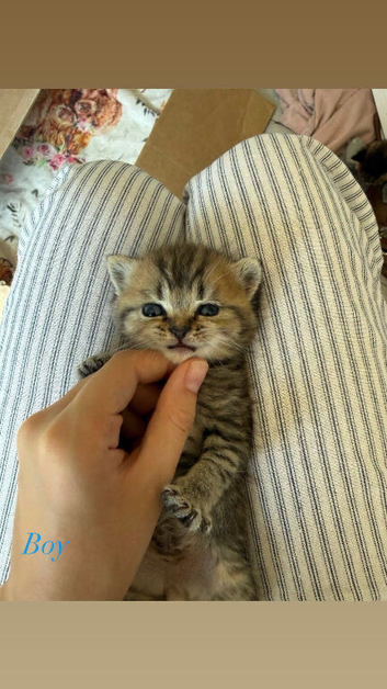 Persian cross blue British short hair kittens