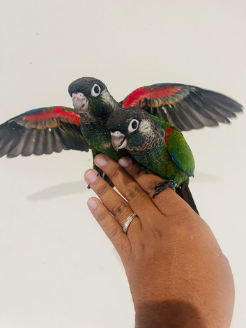 Hand reared conures for sale