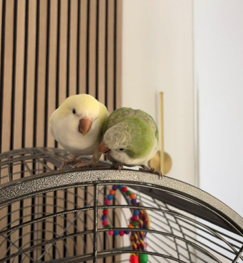 Bonded pair Quakers