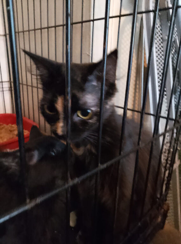 9 Weeks old kittens
