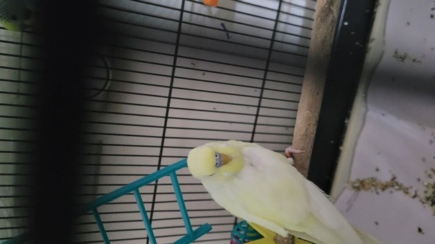 Male budgie