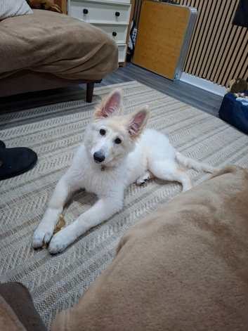 White German shepherd puppy rehoming