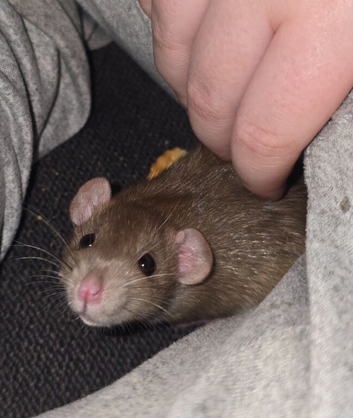 Dumbo Dwarf Rats