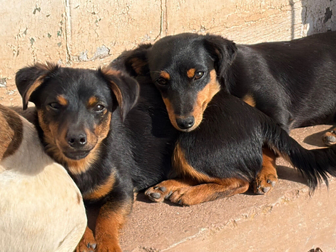 Jack Russell Black and Tan