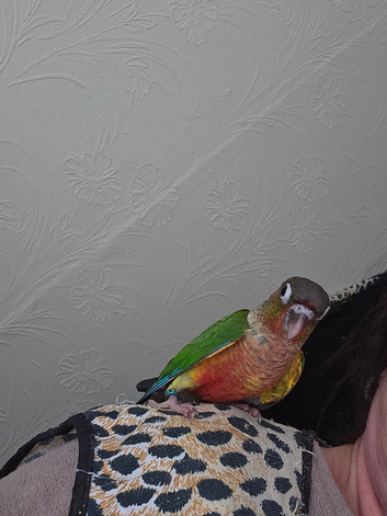 Hand-reared green cheek conure