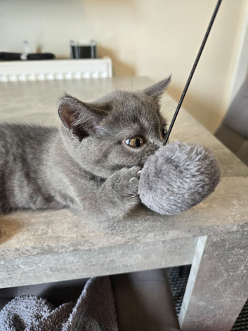 Scottish fold for sale