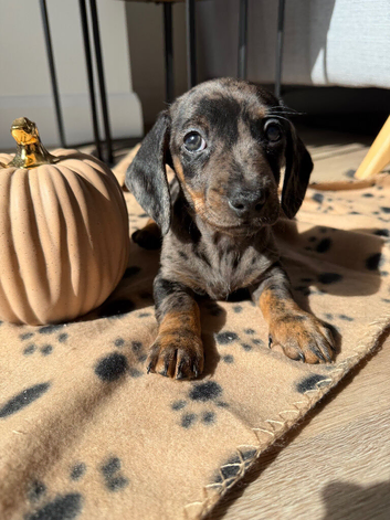 True Mini KC dachshund pups