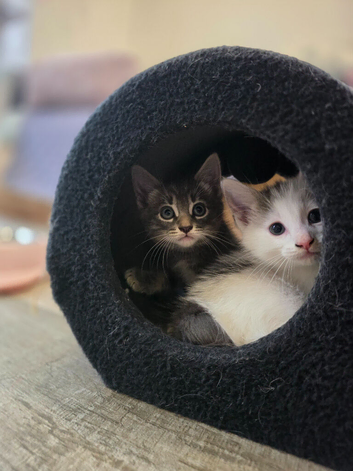 Half Ragdoll Kittens - Mother Ragdoll
