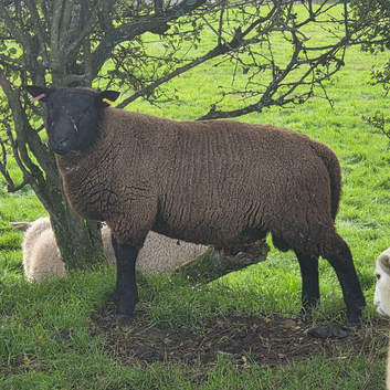 Dutch Spotted x Texel Ram Lamb