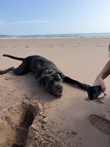 Cane corso 2 year old