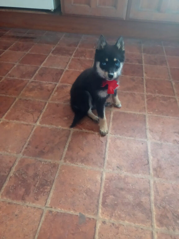 Beautiful Pomsky Pups