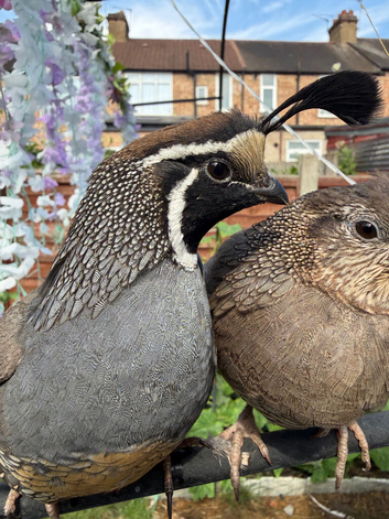 Californian quails for sale