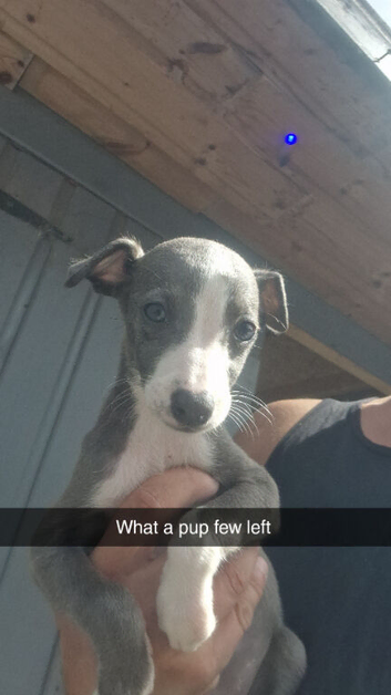 Whippet pups