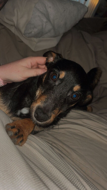 Beautiful dachshund cross jack russel
