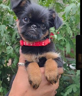 Griffon Bruxellois KC registered
