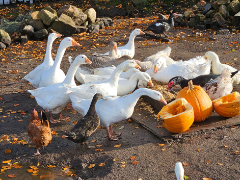 Goose for sale!
