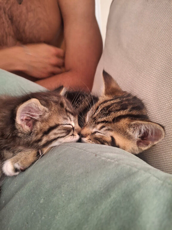 Cutest kittens ready for their Forever Homes