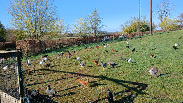Young chickens for sale