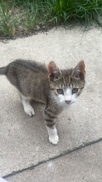 Kittens for sale