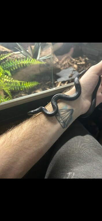 Female Mexican Black Kingsnake