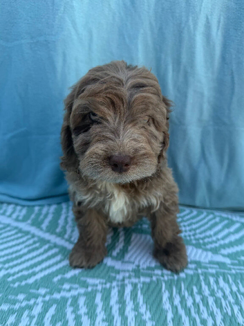 Adorable F1 cockapoo puppies READY TO GO