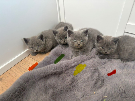 Pure British shorthair kittens