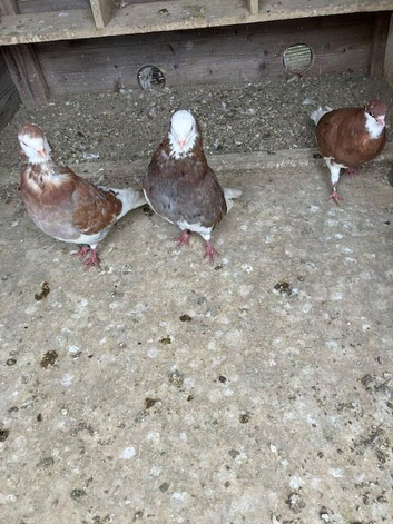 3 Red pied rollers &pound;5 each