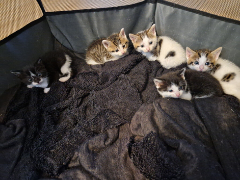 Kittens ready soon Tabby White Black
