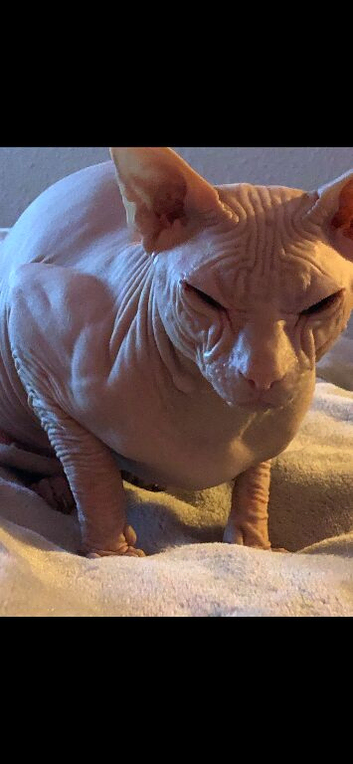 Male sphynx 18months old still intact lovely boy very affectionate